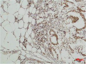 MAPK7 Antibody