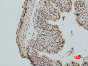 Histone H2A.X Antibody
