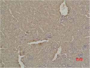 SOD1 Antibody