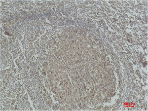 CASP3 Antibody