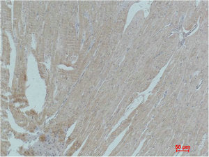 PPARG Antibody