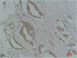 CDKN1A Antibody