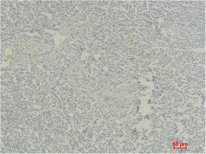 STAT4 Antibody