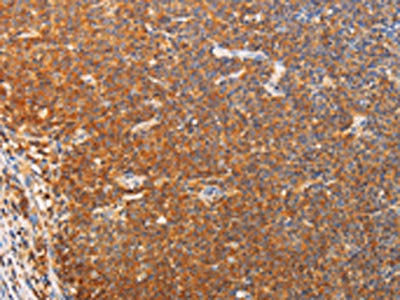 SRC Antibody