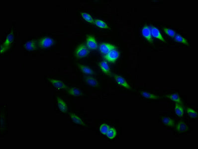 TNFSF9 Antibody