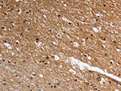 LGR5 Antibody
