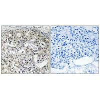 CNTD2 Antibody