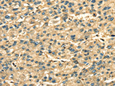ANXA2 Antibody