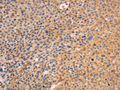 SRC Antibody