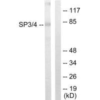 SP3/SP4 Antibody