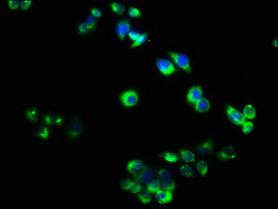 RELT Antibody