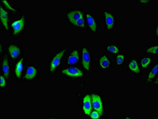 TNFRSF10C Antibody