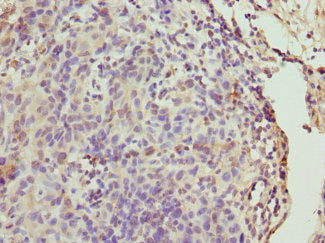 CALM1 Antibody