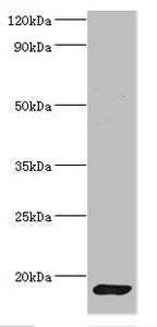 CALM1 Antibody