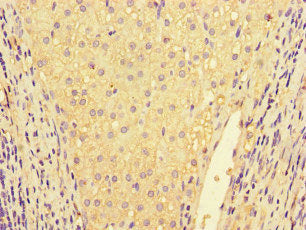 IL32 Antibody