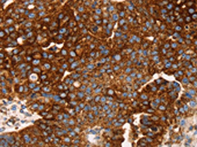 EDAR Antibody