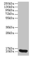 CXCL8 Antibody