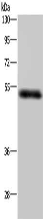 STK26 Antibody