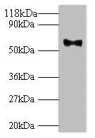 L1 Antibody