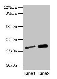 IGFBP1 Antibody