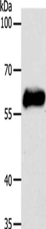 KRT10 Antibody
