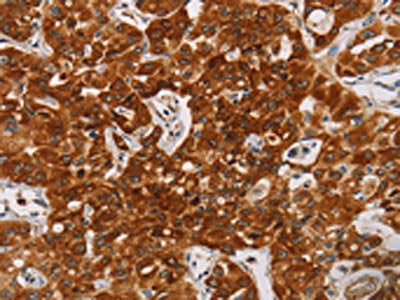 CDC27 Antibody