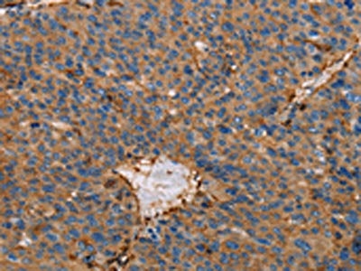 ACTA1 Antibody