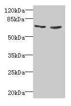 TNFRSF11A Antibody