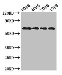 dgcQ Antibody