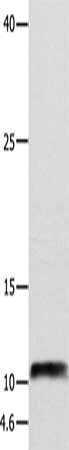 NPY Antibody