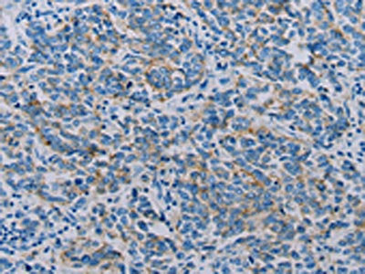 CLDN4 Antibody