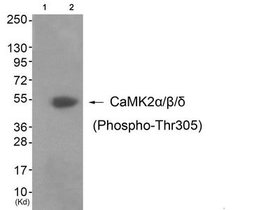 Phospho-CAMK2A (Thr305) Antibody