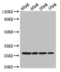 rpsB Antibody