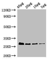 rpsB Antibody, HRP conjugated