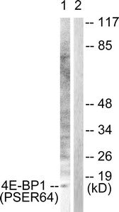 Phospho-EIF4EBP1 (Ser64) Antibody