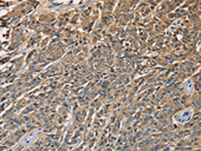 KLK1 Antibody
