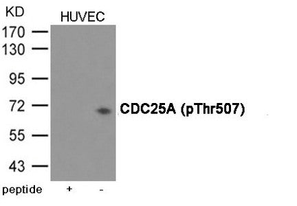 Phospho-CDC25A (Thr507) Antibody