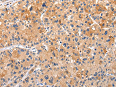 AP2A1 Antibody
