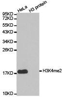 Histone H3K4me2 Antibody