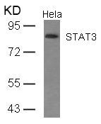 STAT3 (Ab-727) Antibody