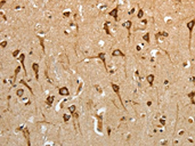 HSP90B1 Antibody