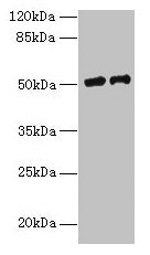 PLA2G7 Antibody