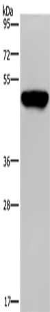 PSMD11 Antibody