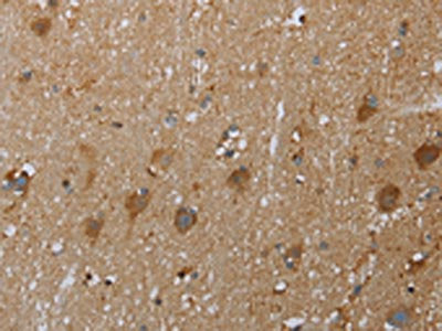 COX6B2 Antibody