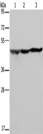 NUSAP1 Antibody