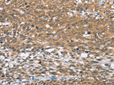 MLH1 Antibody