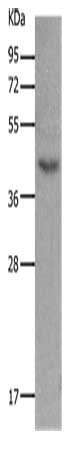 MC5R Antibody