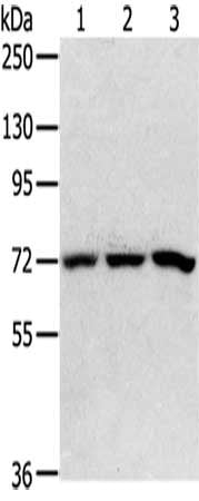 SRP68 Antibody