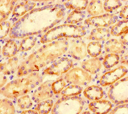 Cxcl11 Antibody
