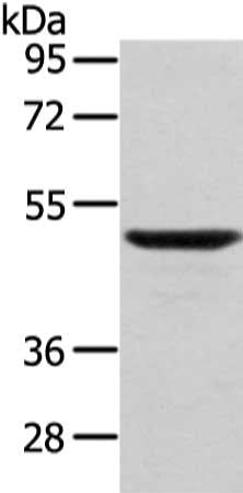 WASF2 Antibody